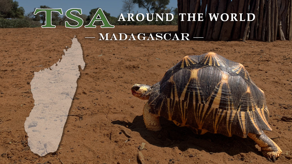 TSA Around the World_Madagascar Website|TSA-Around-the-World_Madagascar-for-Blog|TSA Around the World_Madagascar Website|TSA-Around-the-World_Madagascar-3