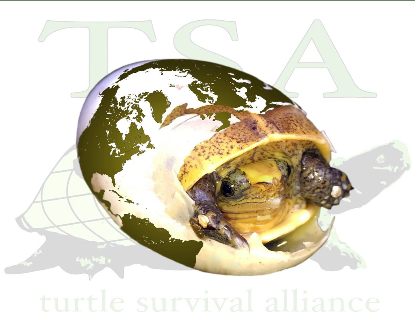 TSAs-10-Ways-You-Can-Help-Turtles