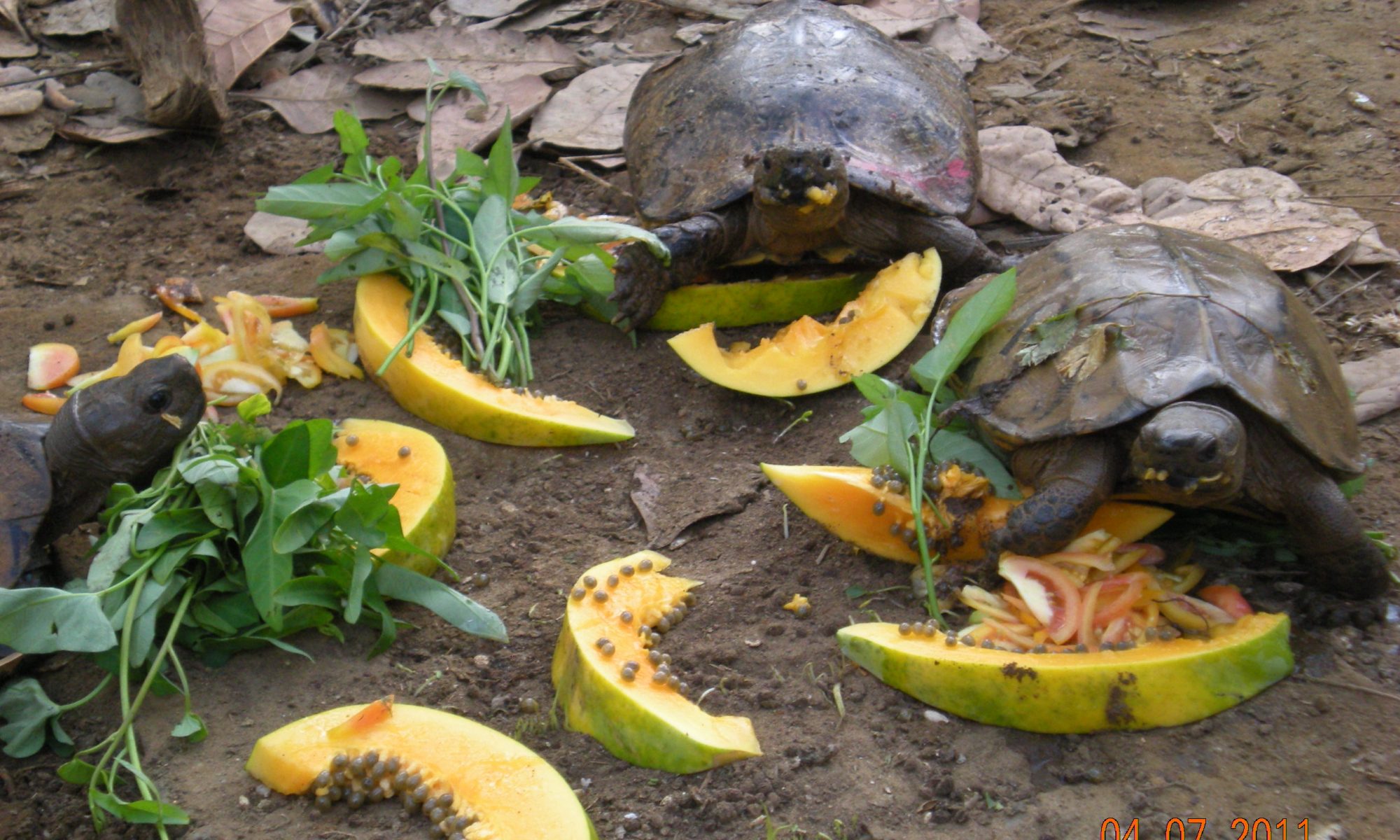 Forest Turtle Facility In Myanmar Receives Turtles Turtle Survival Alliance 