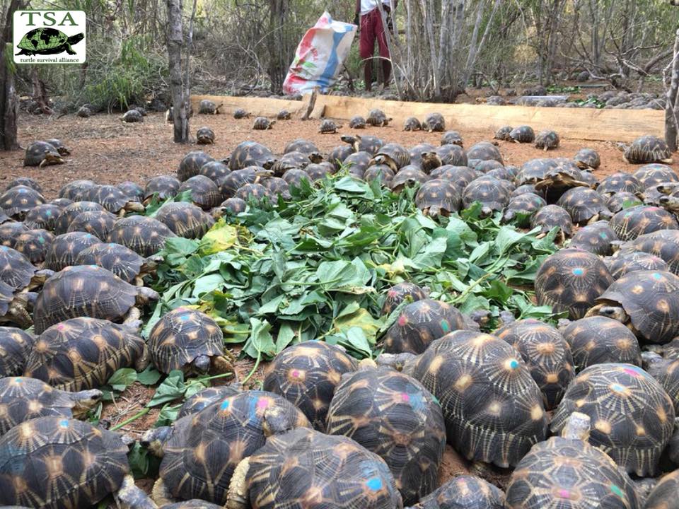 Tortoise_Feeding_1|Tortoise_Feeding_5|Tortoise_Feeding_3