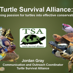 Transforming Passion for Turtles into Effective Conservation Action PROMO|Webinar-Promo-3
