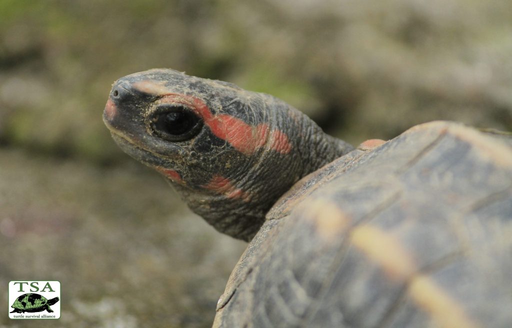 Tricarinata_face|Tricarinata_group|Tricarinata_hatchling|Pilibhit_tigers