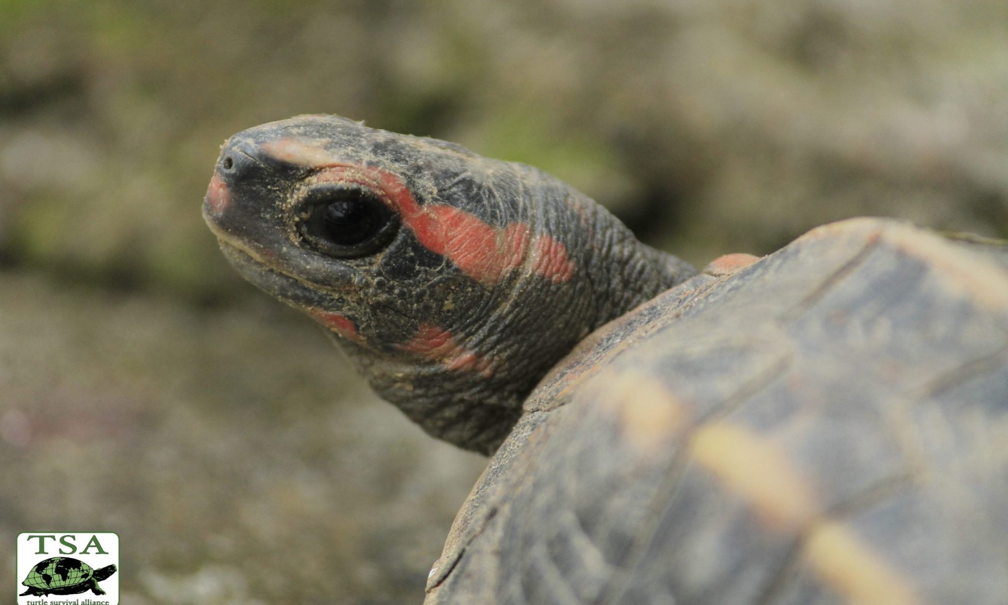 Tricarinata_face|Tricarinata_group|Tricarinata_hatchling|Pilibhit_tigers
