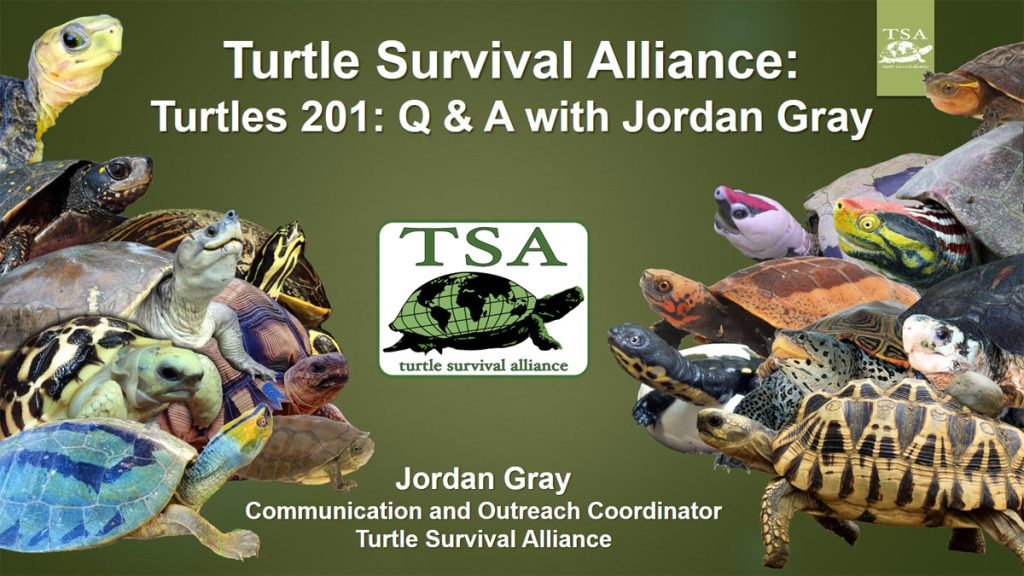 Turtle 201 Promo|Webinar-Promo-5|Webinar-Promo-5-1