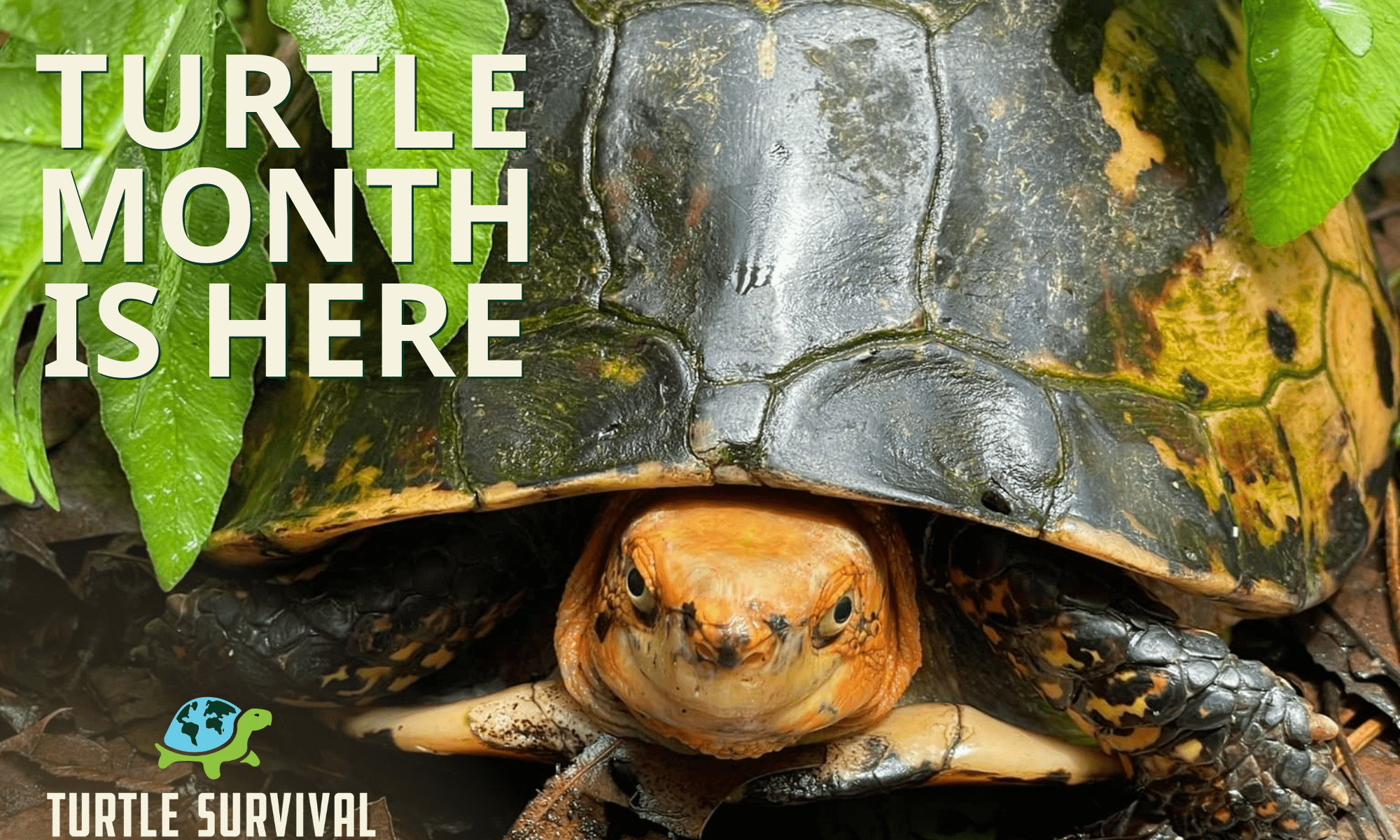 Turtle Month 2023! - Turtle Survival Alliance