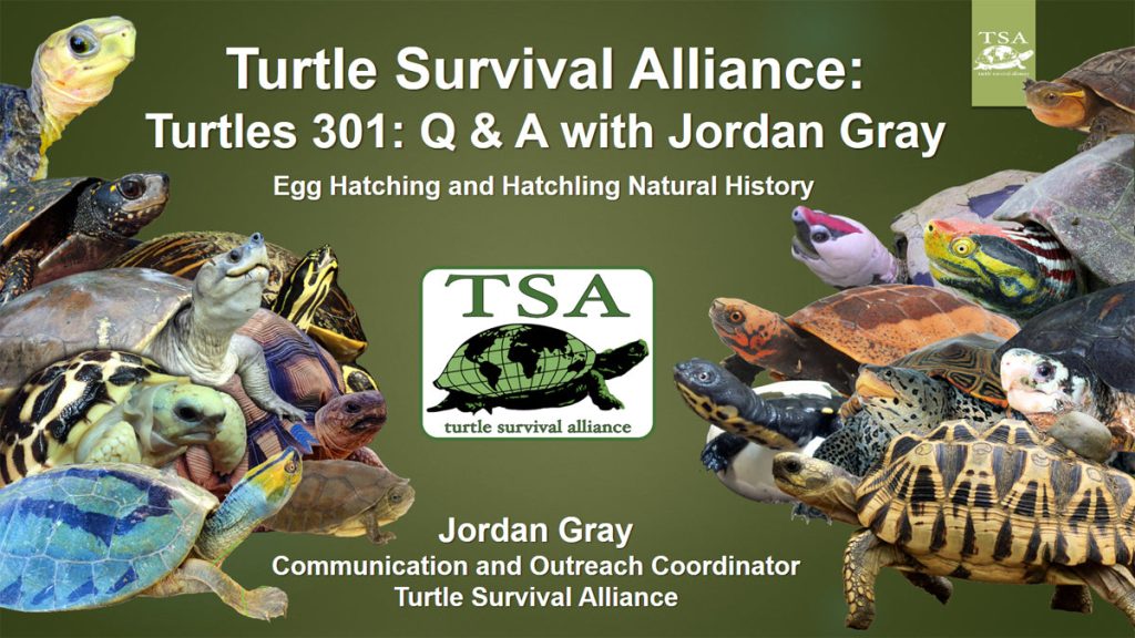 Turtles 301 Promo 1|Webinar-Promo-6|Turtles-301-Promo-2