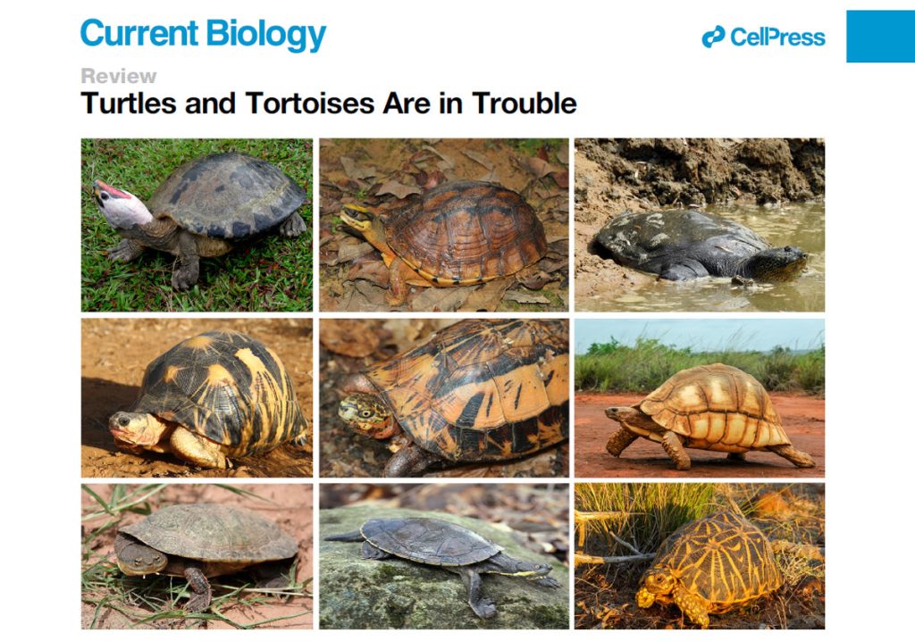 Turtles in Trouble Web Slide|Turtles-in-Trouble-Promo|Blog-Feature-Image-IMG_1109|Turtles-in-Trouble-Promo-1|Turtles-in-Trouble-Promo-2|Radiated-Tortoise-Craig-Stanford