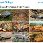 Turtles in Trouble Web Slide|Turtles-in-Trouble-Promo|Blog-Feature-Image-IMG_1109|Turtles-in-Trouble-Promo-1|Turtles-in-Trouble-Promo-2|Radiated-Tortoise-Craig-Stanford