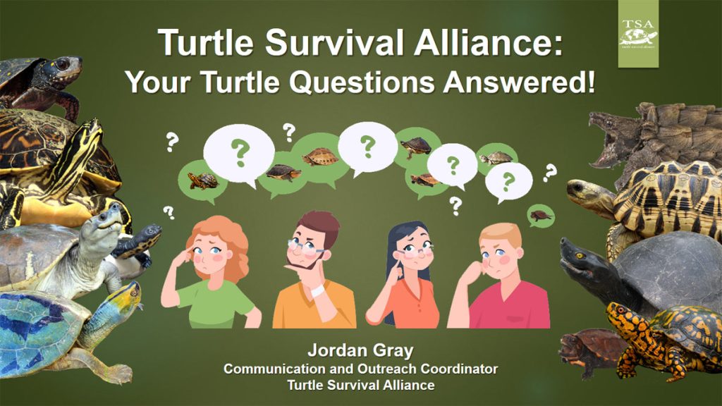 YOUR Turtle Questions Answered|School boy using computer