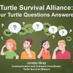 YOUR Turtle Questions Answered|School boy using computer