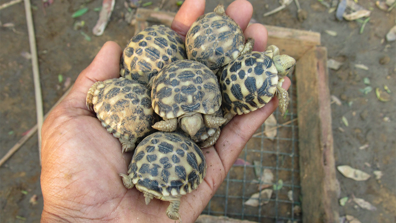 Burmese Star Tortoises