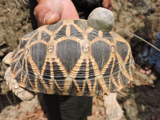 a marked and transmittered tortoises at Minsontaung