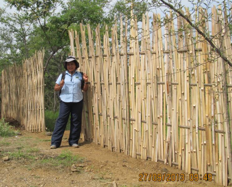 bamboo_fence