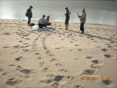 batagur_nesting_beach_chindwin