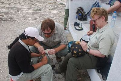 bonnie_brian_and_tsanta_malagasy_vet_student_collecting_samples_from_radiated_tortoises_at_csm_opt
