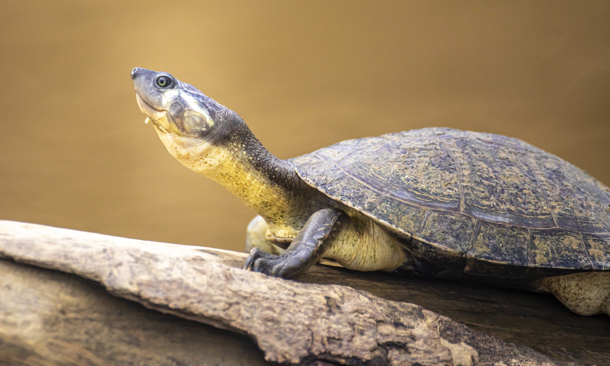 Happy Giving Tuesday! - Turtle Survival Alliance