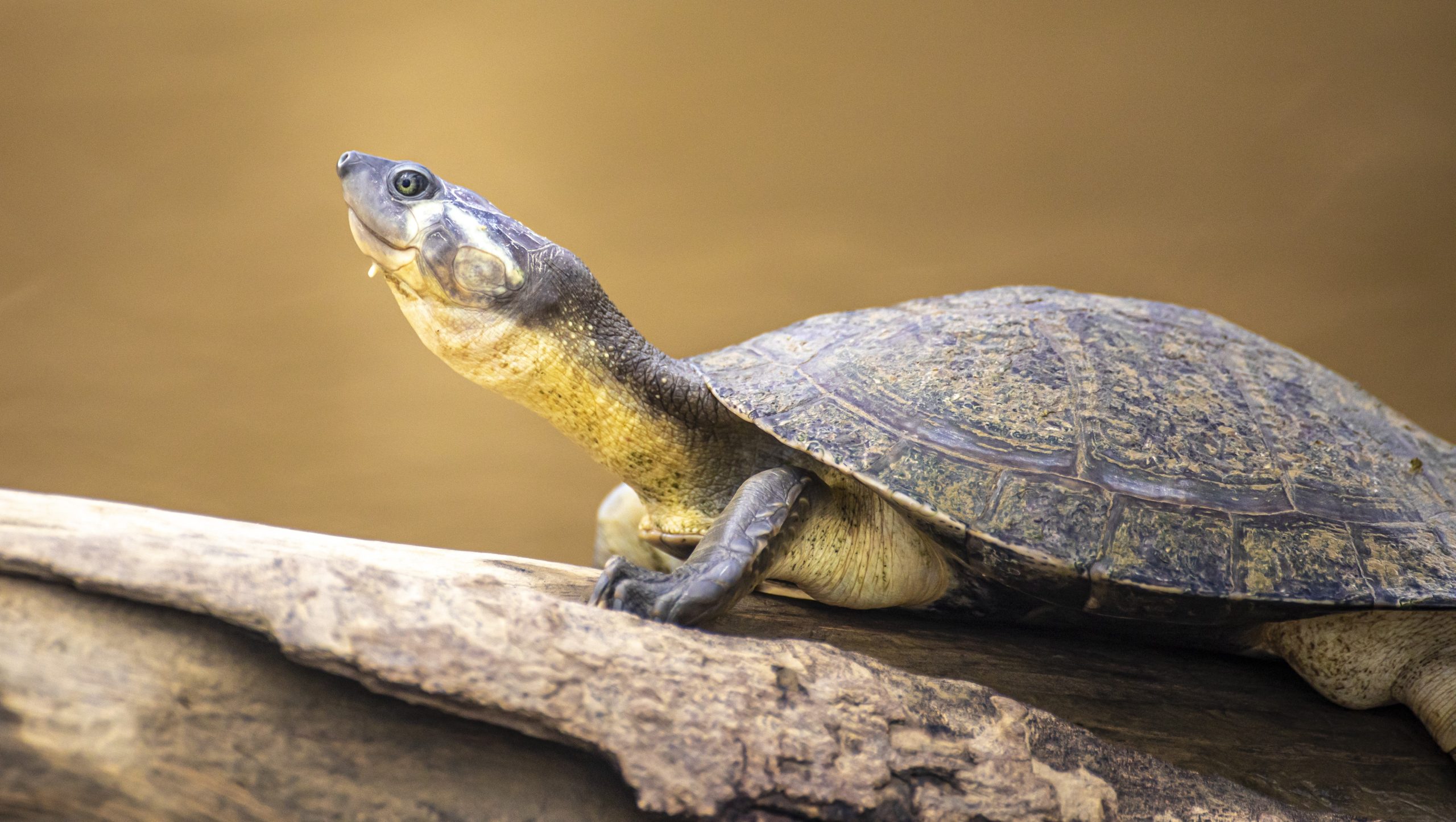 Happy Giving Tuesday! - Turtle Survival Alliance