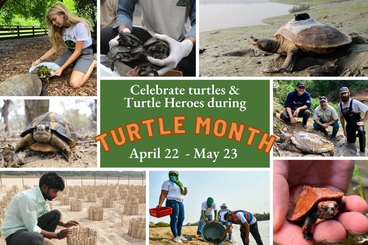 Turtle Month 2022 - Turtle Survival Alliance