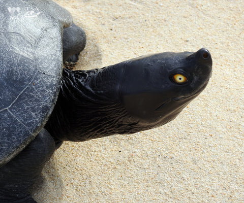 Male Southern River Terrapins have a jet black head and neck with orange-yellow eyes