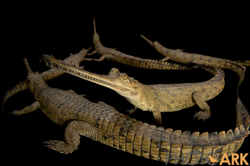 gharial1