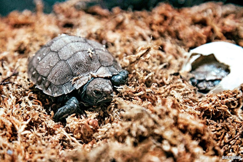 hatchling_of_the_asian_giant_tortoise