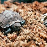 hatchling_of_the_asian_giant_tortoise