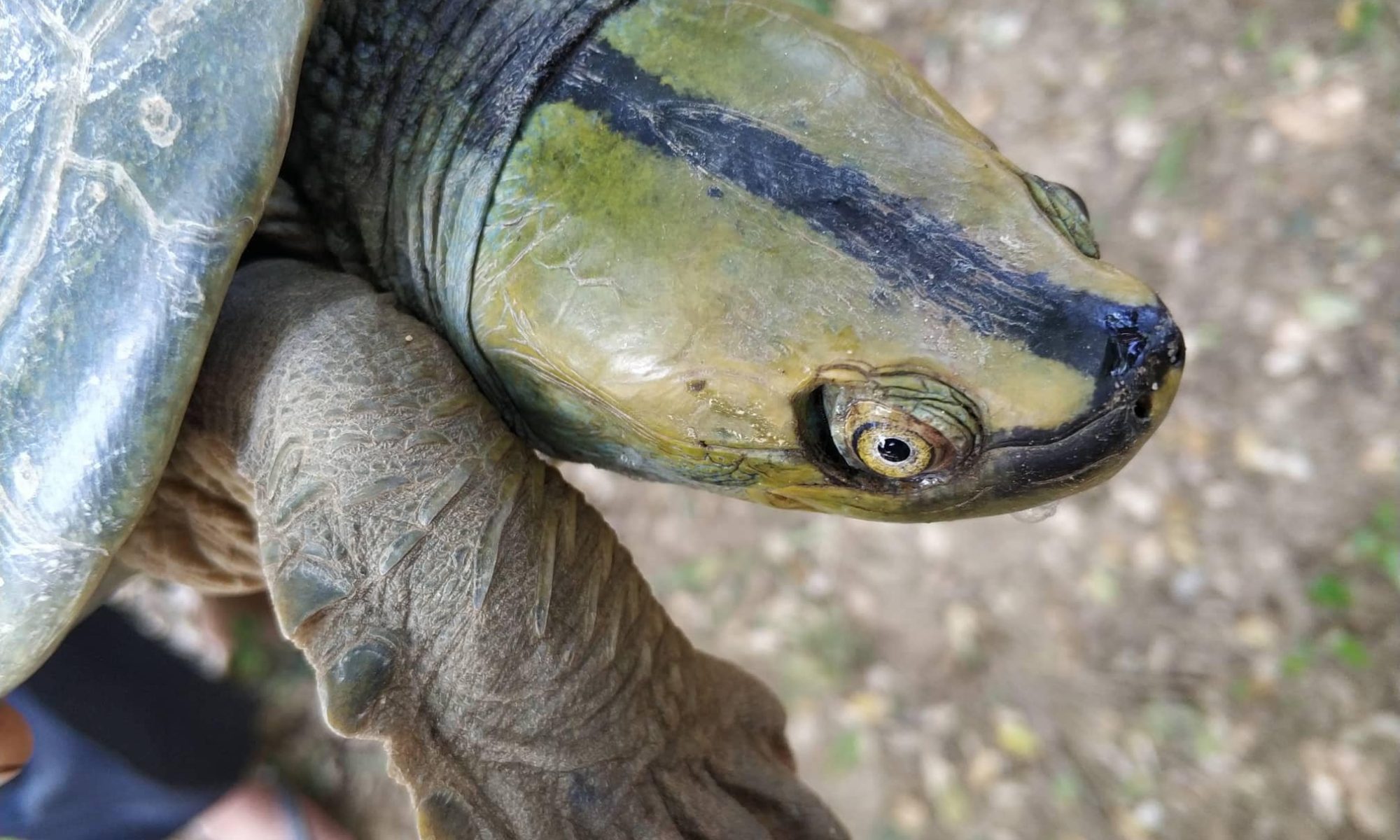 kp5|kp4|kp7|kp6|Burmese-Roofed-Turtle-Eggs