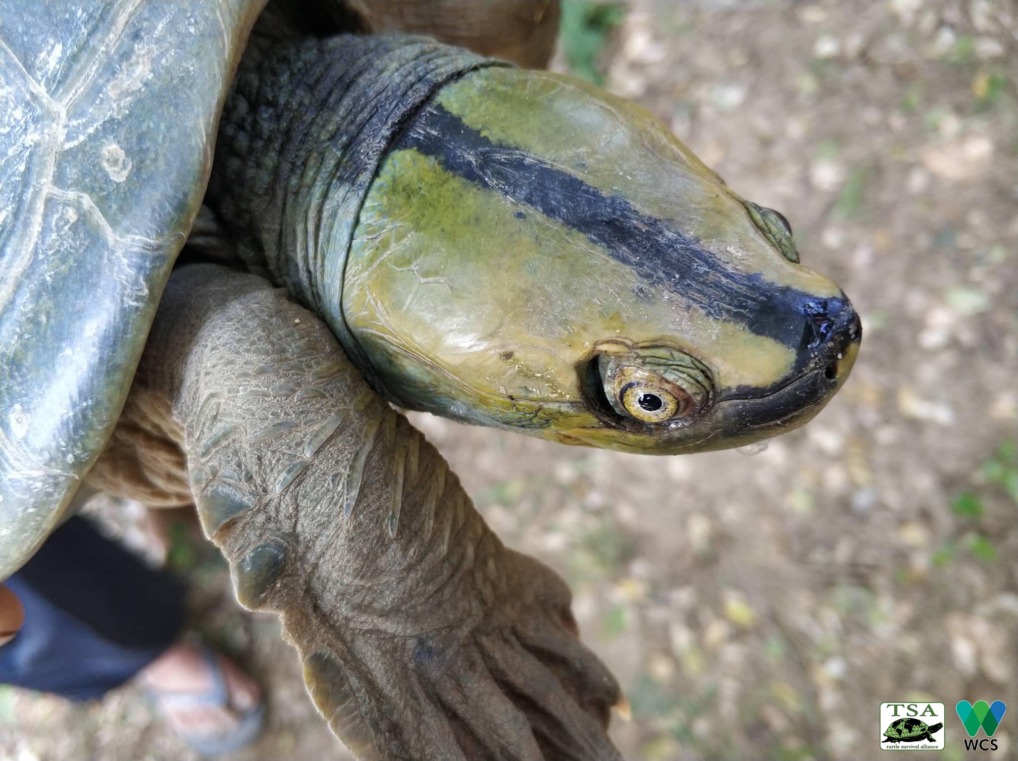 kp5|kp4|kp7|kp6|Burmese-Roofed-Turtle-Eggs