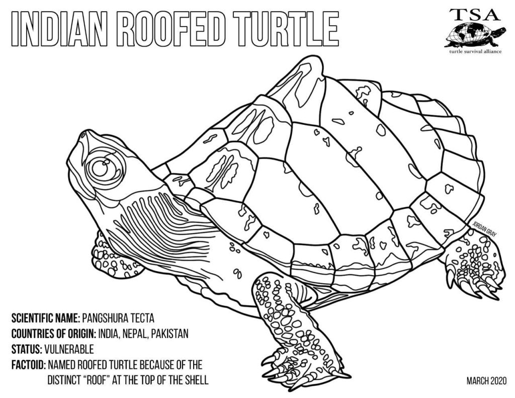 lastecta|TSA-Coloring-Page_Burmese-Star-Tortoise-FINAL|TSA-Coloring-Page_Burmese-Star-Tortoise-FINAL-for-Web