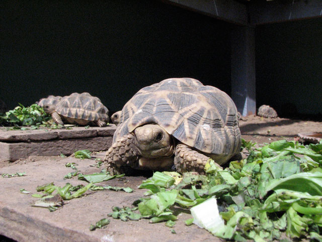 lawkandar-juvenile-tortoise