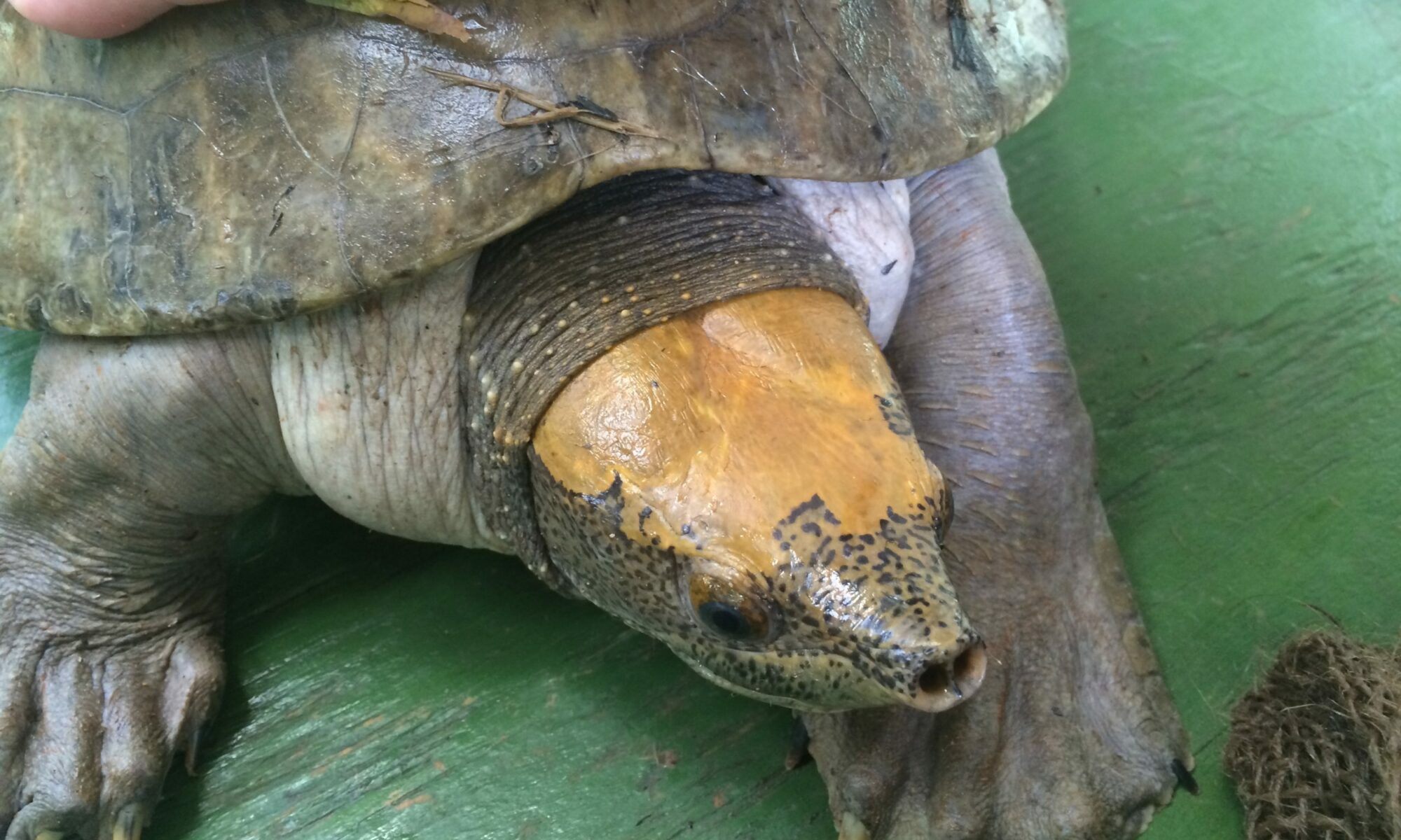 Central American River Turtle - Turtle Survival Alliance