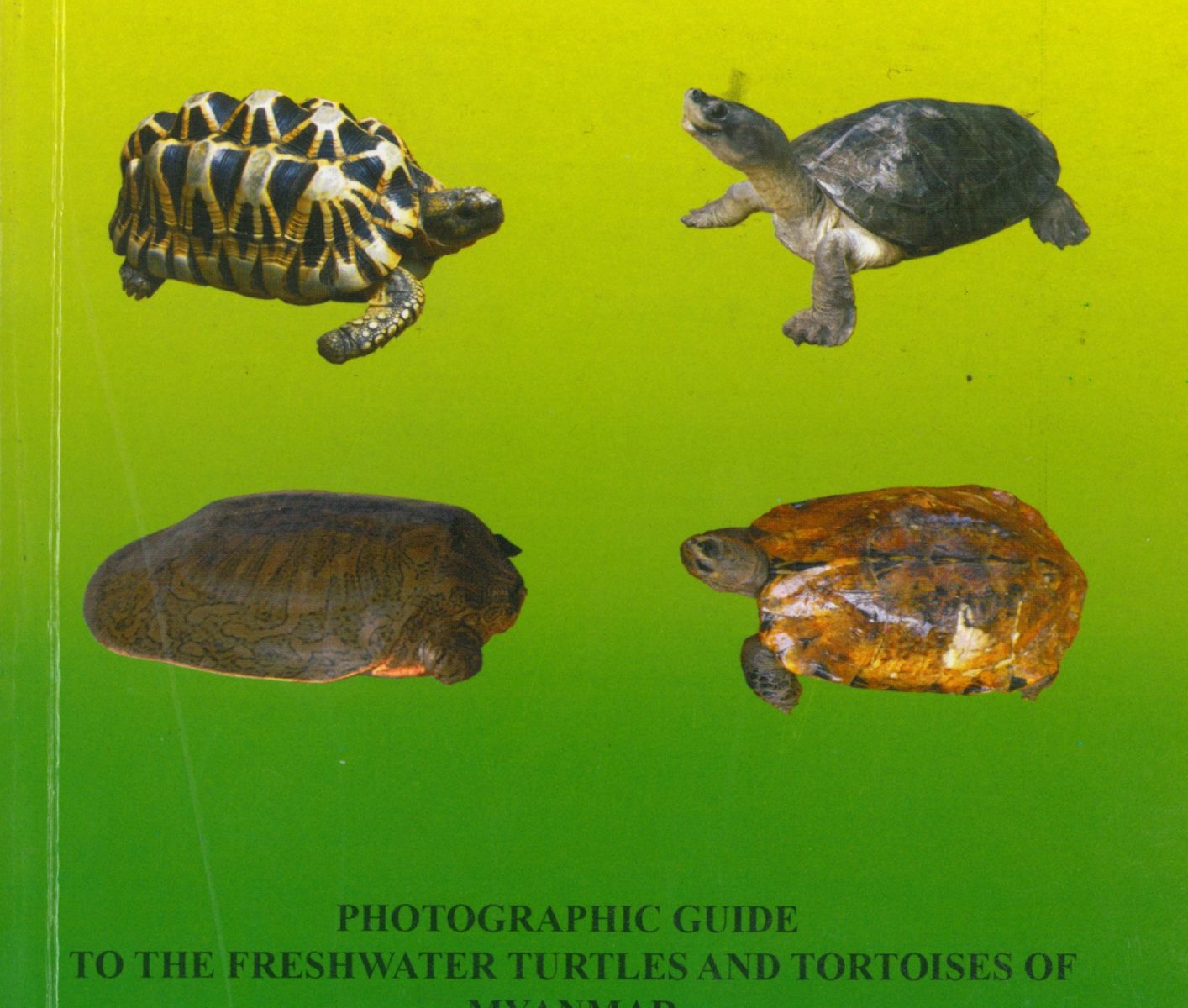 New Book Available On Myanmars Turtles Turtle Survival Alliance 