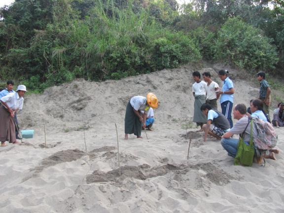 probing_for_nests_on_the_chindwin