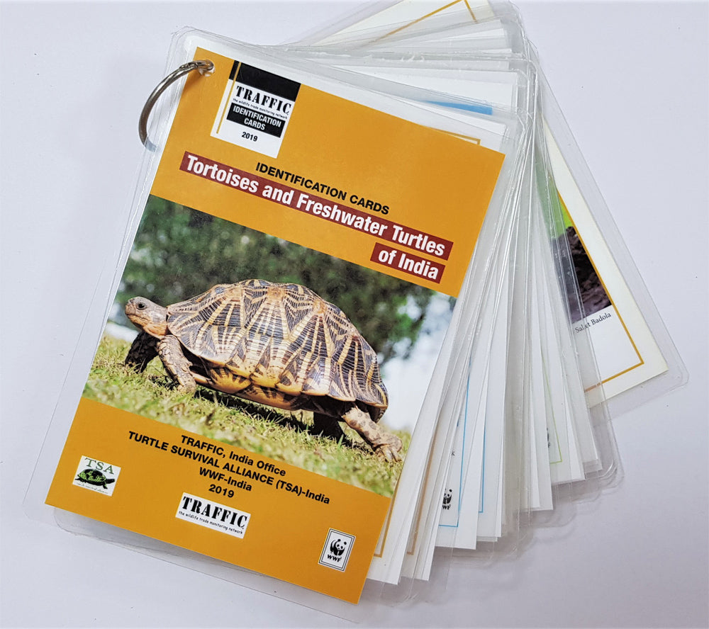 tortoise_and_freshwater_turtles_id_cards__1_|totroise_and_freshwater_turtles_poster|turtle_poster_launch_1