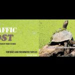 traffic|Flapshells_eBlast_08032021