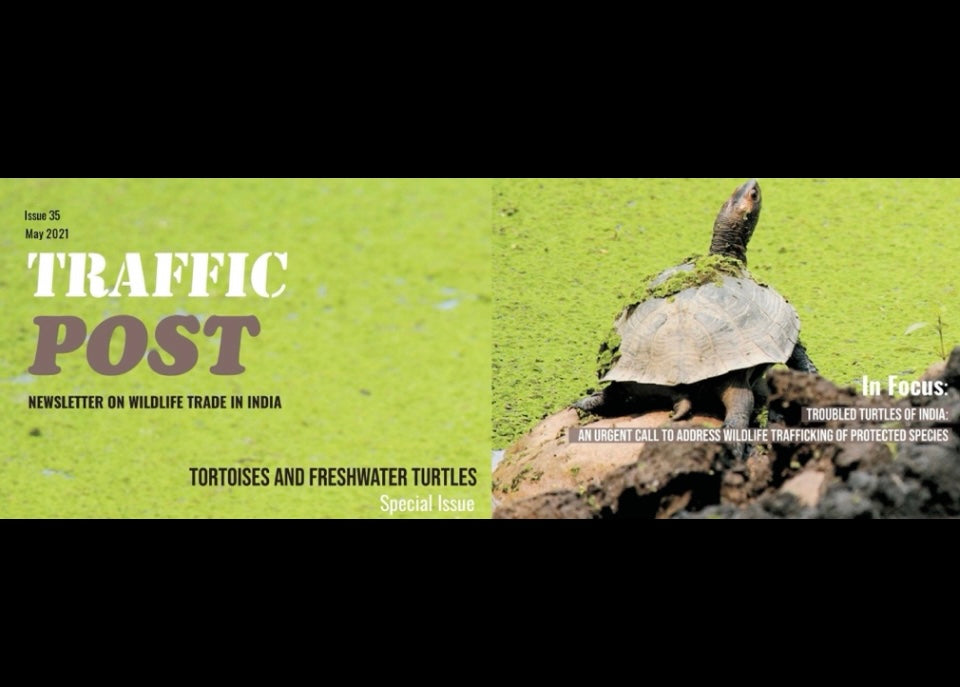 traffic|Flapshells_eBlast_08032021