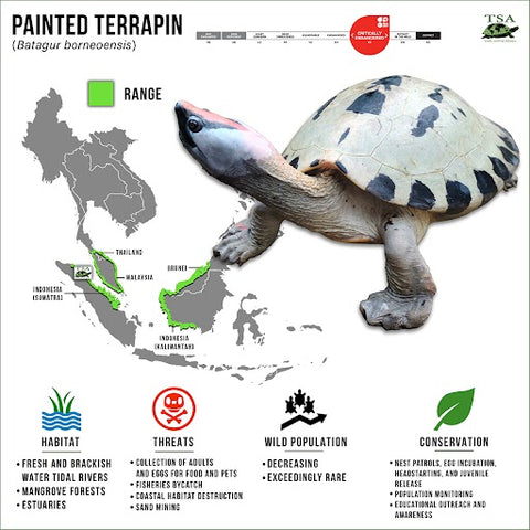 Painted Terrapin (Batagur borneoensis)  Countries of Origin: Brunei, Indonesia, Malaysia, Thailand  IUCN Status: Critically Endangered