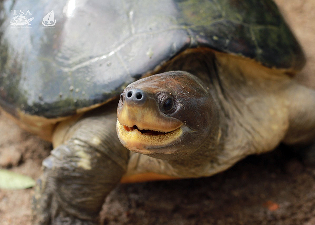 Female-Painted-Terrapin