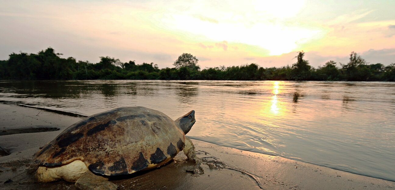 Painted Terrapin usually use logs on riverside and riverbanks for basking. This picture gives ilustration of male on riverbank