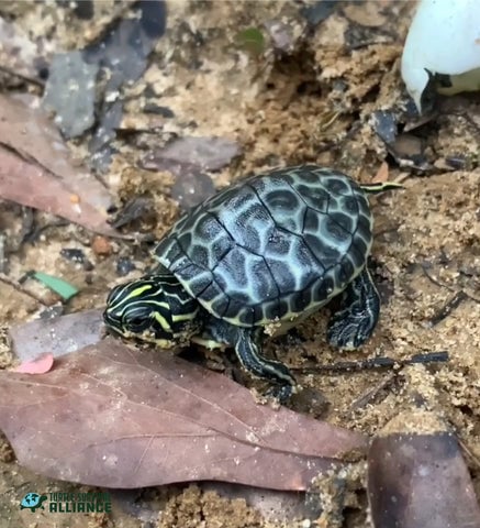 Species Spotlight! Coastal Plain Cooter! - Turtle Survival Alliance