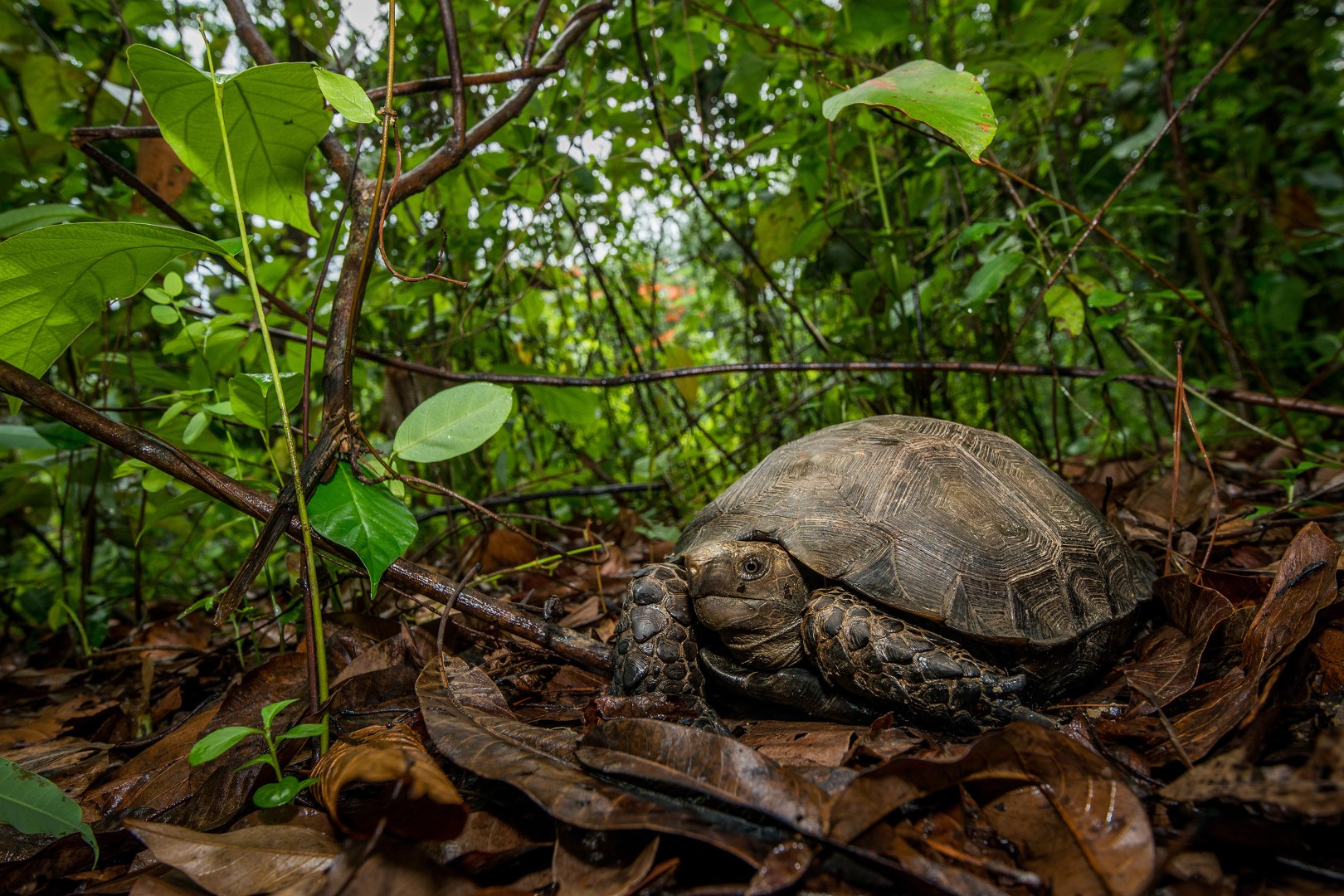 Asian Forest Tortoise (Manouria emys phayrei)