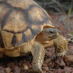 Ploughshare tortoise or angonoka, Astrochelys yniphora