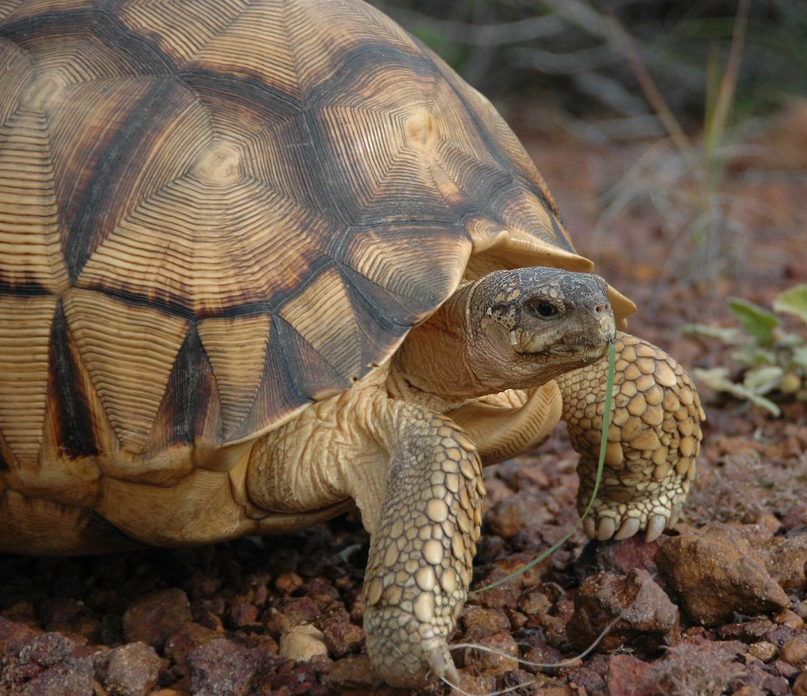 Ploughshare Tortoise - Turtle Survival Alliance