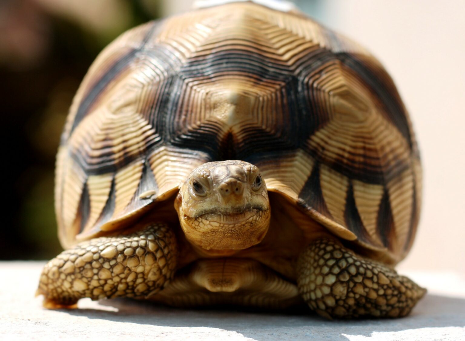 Ploughshare Tortoise - Turtle Survival Alliance