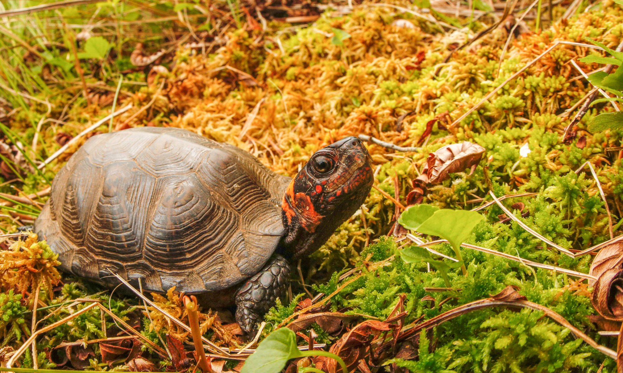 Bog Turtle Turtle Survival Alliance