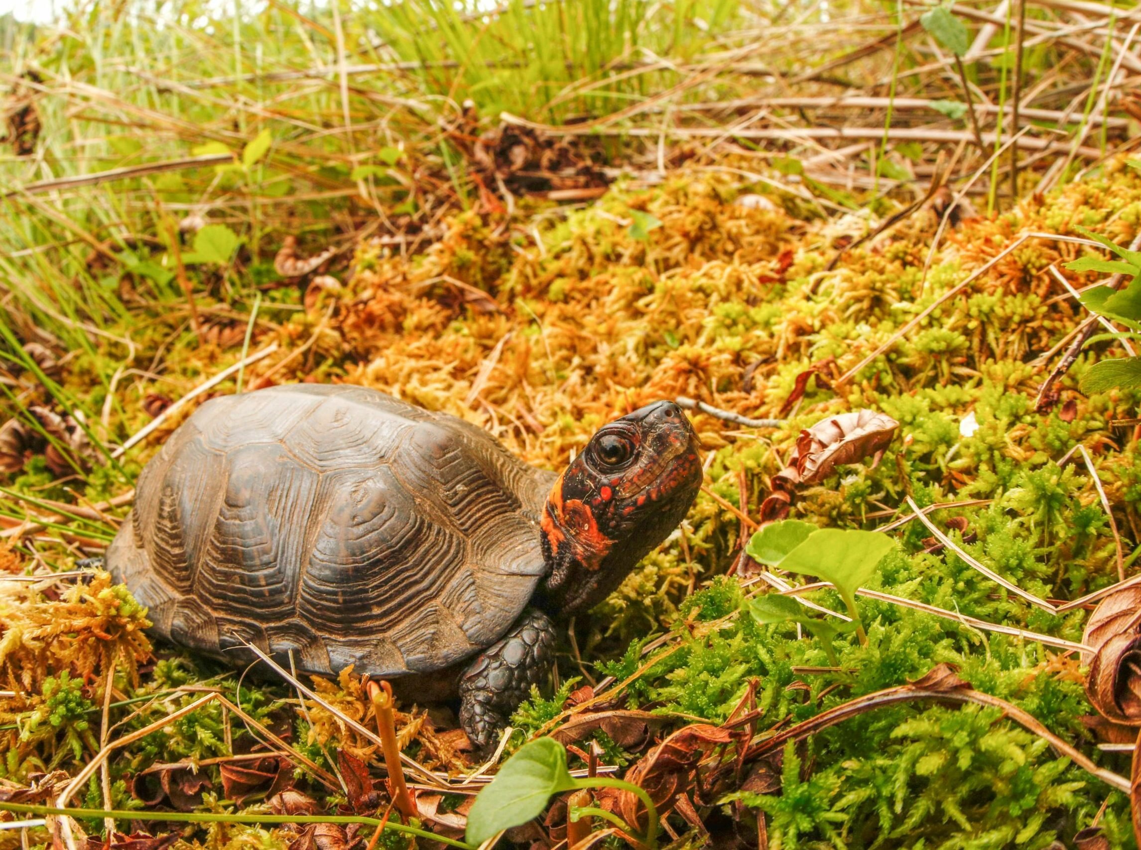 Bog Turtle - Turtle Survival Alliance