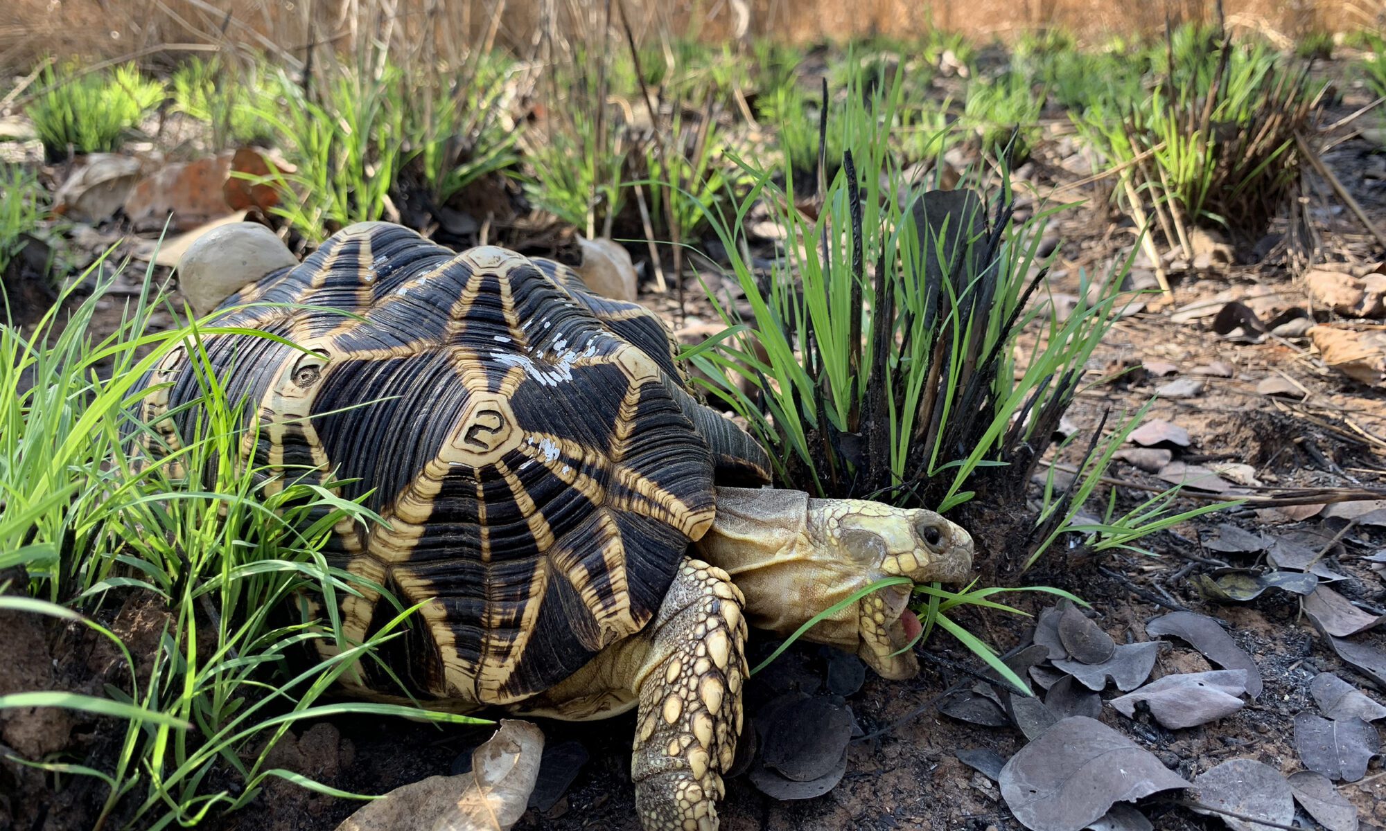 Burmese Star Tortoise Turtle Survival Alliance 