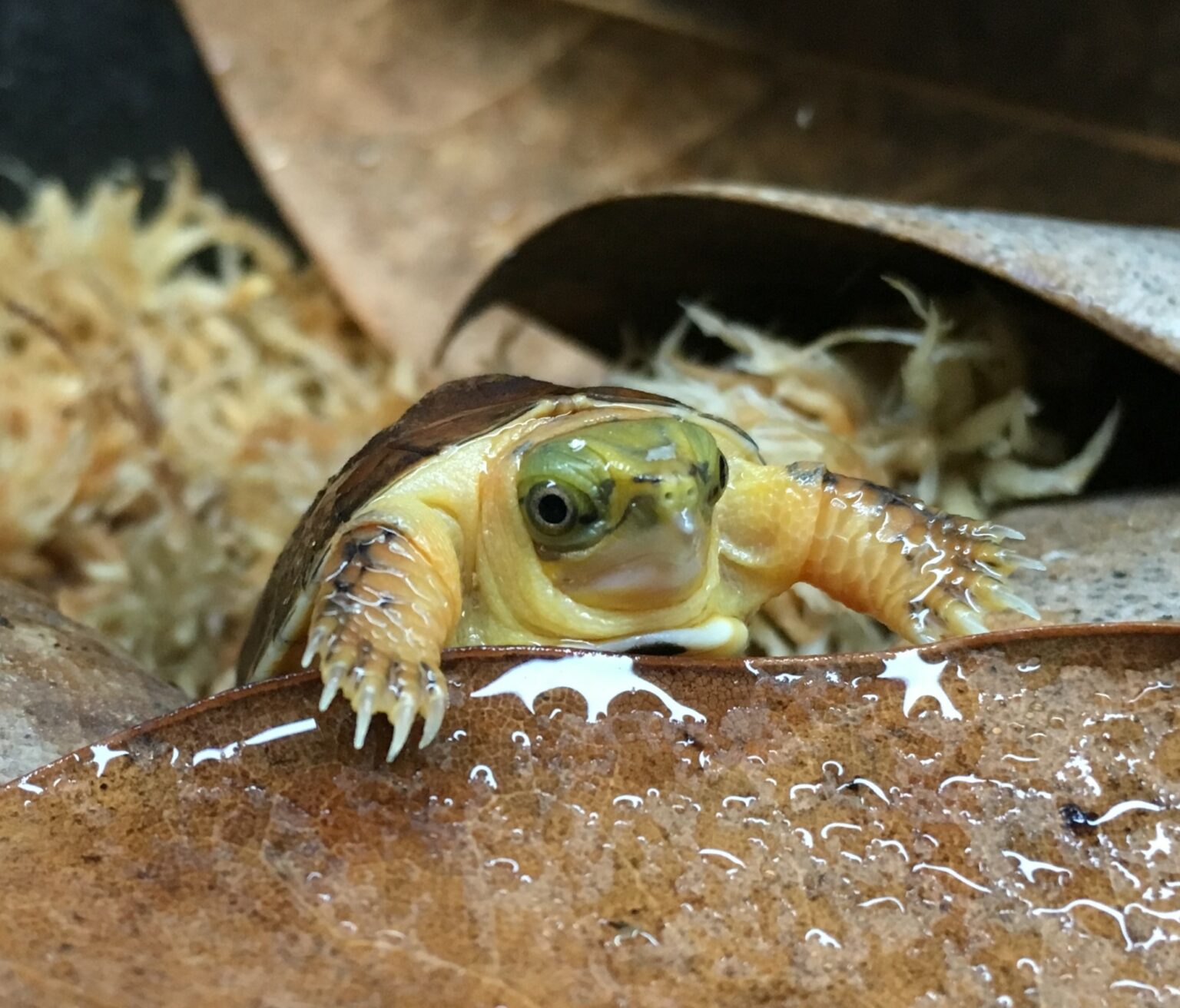 McCord's Box Turtle - Turtle Survival Alliance