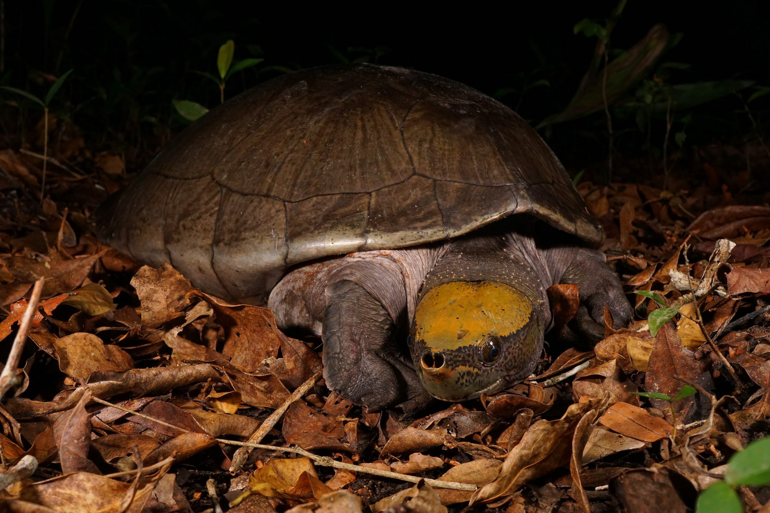 Central American River Turtle (Dermatemys mawii)_Donald McKnight