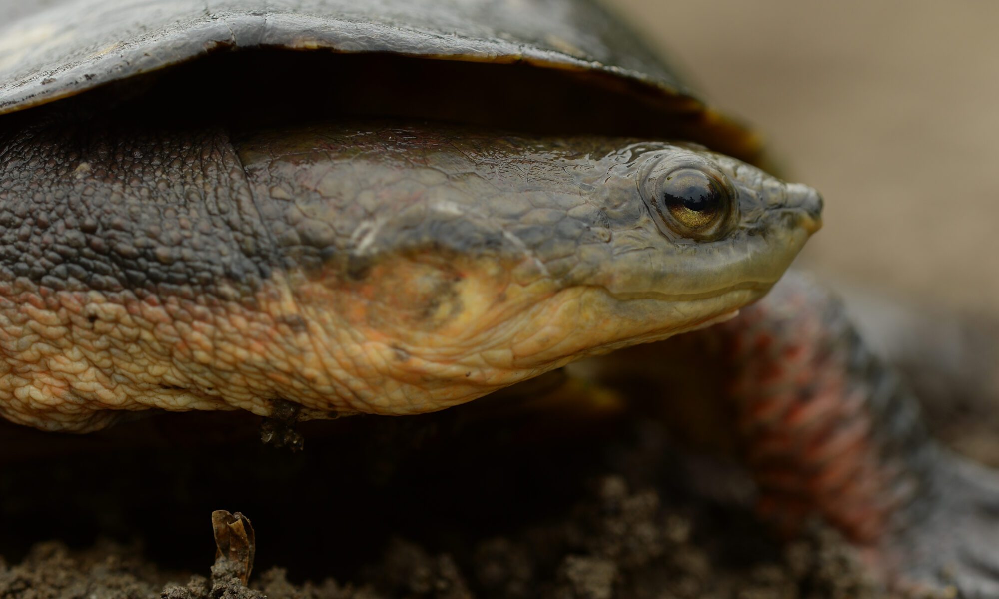 Dahl’s Toad-headed Turtle - Turtle Survival Alliance